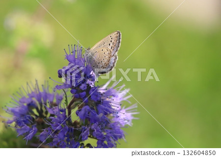 一隻蝴蝶從秋天花園裡盛開的紫色花朵中吸取花蜜 132604850