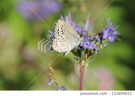 一隻蝴蝶從秋天花園裡盛開的紫色花朵中吸取花蜜 132604852