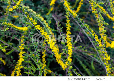 秋日花園中盛開的皺葉金雞菊(Solidago rugosa)的黃色花朵,宛如煙火。 秋日花園中盛開的皺葉金雞菊(Solidago rugosa)的黃色花朵,宛如煙火。 132604908