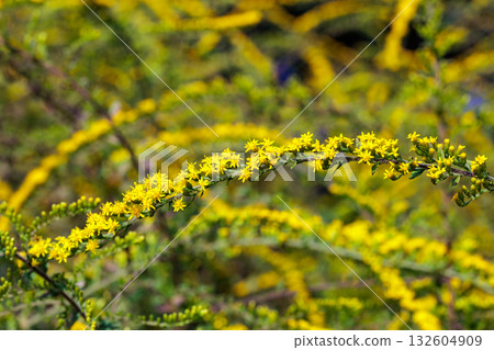 秋日花園中盛開的皺葉金雞菊（Solidago rugosa）的黃色花朵，宛如煙火。 132604909