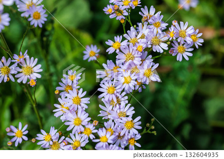 Beautiful lion flowers blooming in the autumn garden Beautiful lion flowers blooming in the autumn garden 132604935