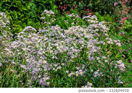 錫安花在秋天的花園裡美麗地綻放 錫安花在秋天的花園裡美麗地綻放 132604938