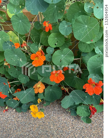 Flowers blooming on the roadside 132604954
