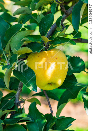 Delicious apple variety Toki in the orchard 132604977