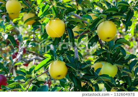 Delicious apple variety Toki in the orchard 132604978