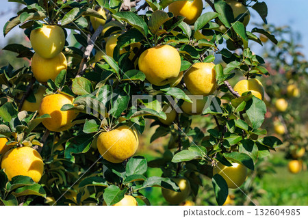 Delicious apple variety Toki in the orchard 132604985