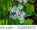 森林裡盛開著美麗的雛菊，整齊排列。 132605017