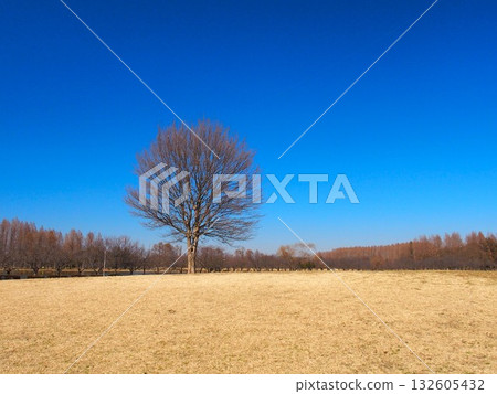 美里公園的景色,早春的草地上點綴著枯死的三角楓樹。 美里公園的景色,早春的草地上點綴著枯死的三角楓樹。 132605432