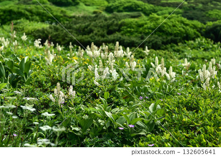 夏季白山風景 132605641