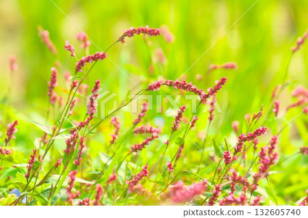 Polygonum gracilis flowers blooming in the field Polygonum gracilis flowers blooming in the field 132605740