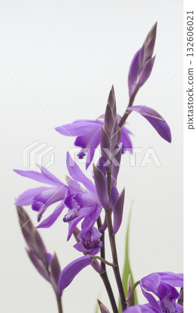 Silane Silane 132606021