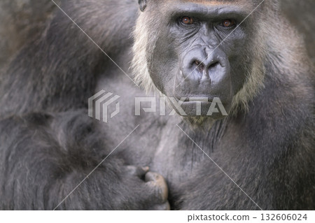 The gorilla leaned forward and said, "I'm in trouble too." The gorilla leaned forward and said, "I'm in trouble too." 132606024