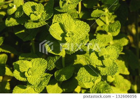 菠蘿薄荷葉 菠蘿薄荷葉 132606056