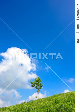 小萩山的夏季景色 132606493