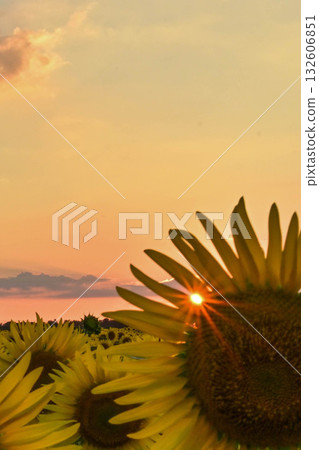 Evening view of sunflower village in full bloom 132606851