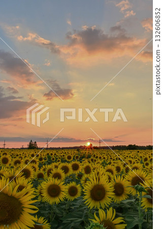 Evening view of sunflower village in full bloom Evening view of sunflower village in full bloom 132606852