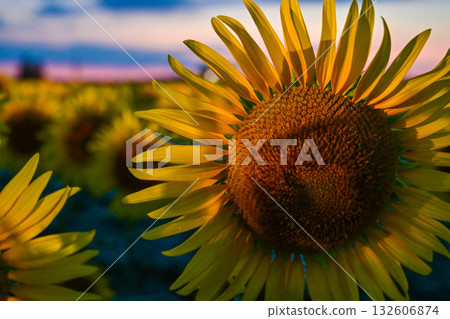 盛開的向日葵村夜景 132606874