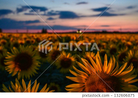 盛開的向日葵村夜景 132606875