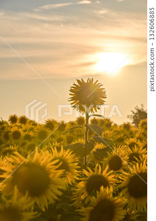 Evening view of sunflower village in full bloom Evening view of sunflower village in full bloom 132606885