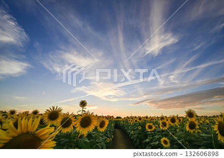 盛開的向日葵村夜景 132606898
