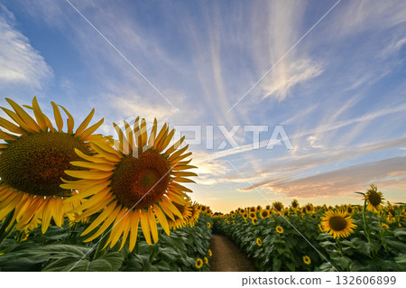 盛開的向日葵村夜景 132606899