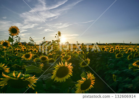 Evening view of sunflower village in full bloom 132606914