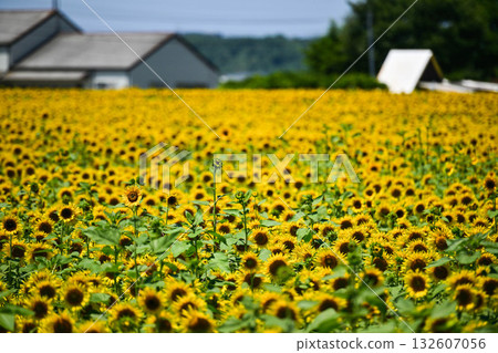 Kahoku Lagoon Reclaimed Land Sunflower Village where sunflowers are in full bloom 132607056