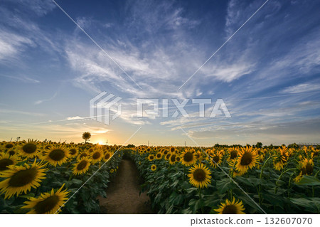 Kahoku Lagoon Reclaimed Land Sunflower Village where sunflowers are in full bloom Kahoku Lagoon Reclaimed Land Sunflower Village where sunflowers are in full bloom 132607070