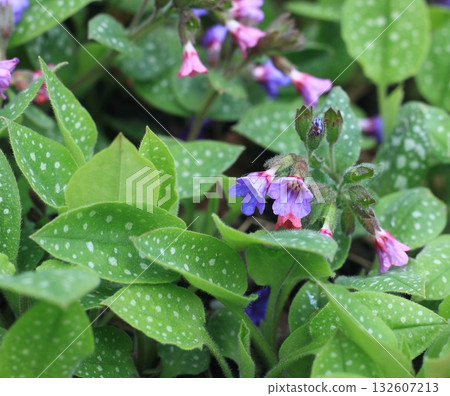 Pulmonaria officinalis, common name lungwort or Mary's tears. Pulmonaria officinalis, common name lungwort or Mary's tears. 132607213