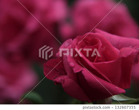 Deep pink rose flower "New Carina" blooming in rainy June Deep pink rose flower "New Carina" blooming in rainy June 132607355