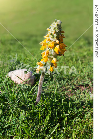 Close-up of Phlomoides speciosa (desert spike, beautiful zopnichok) blooming with bright yellow flowers in green grass under sunlight, symbolizing summer flora. Vertical 132607574