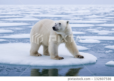 一隻北極熊站在浮冰上 132607586