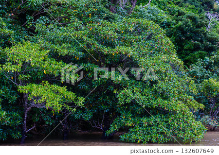 A landscape that evokes the rich natural beauty of the tropics found on Iriomote Island 132607649