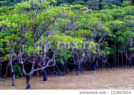 A landscape that evokes the rich natural beauty of the tropics found on Iriomote Island A landscape that evokes the rich natural beauty of the tropics found on Iriomote Island 132607650