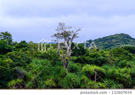 展現西表島熱帶地區豐富自然美景的景觀 展現西表島熱帶地區豐富自然美景的景觀 132607654
