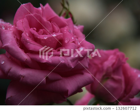 "Princess Margaret" is a deep pink rose that bloomed beautifully in June. 132607712