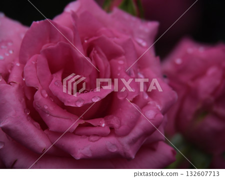 "Princess Margaret" is a deep pink rose that bloomed beautifully in June. "Princess Margaret" is a deep pink rose that bloomed beautifully in June. 132607713