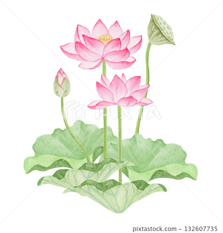 蓮花天堂水彩插畫 132607735