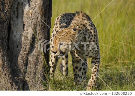 Cheetah Cheetah 132608250