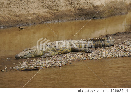 尼羅河鱷魚 132608344