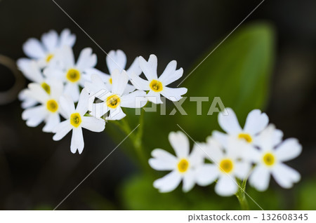 Himekozakura blooming in Mt. Hayatekei 132608345