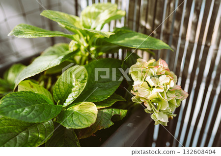 garden hydrangea with flower stalk 132608404
