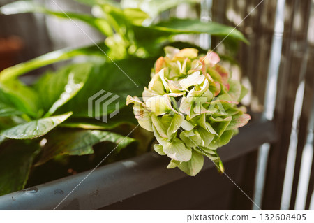 garden hydrangea with flower stalk garden hydrangea with flower stalk 132608405