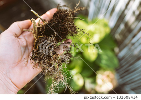 dry garden plant root woman hand 132608414
