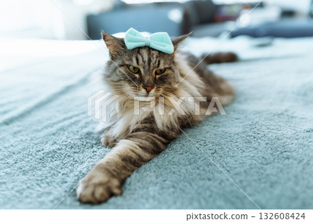 portrait fluffy gray cat 132608424