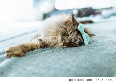 portrait fluffy gray cat 132608430