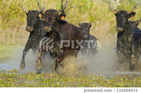 奔騰的公牛 132608433