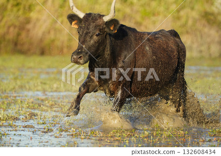 Galloping Bull Galloping Bull 132608434