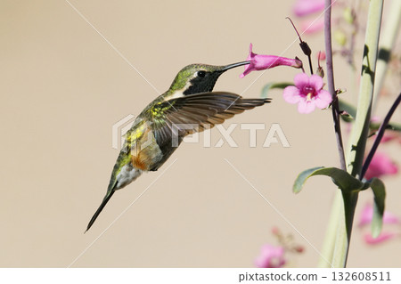 Red-whiskered Hummingbird in flight 132608511
