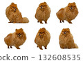 Pomeranian Dog Collage. Six Isolated Fluffy Spitz Poses 132608535